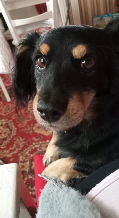 Собака ищет друга:)