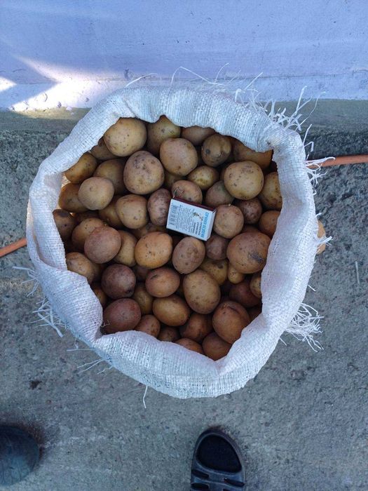Продам дрібну картоплю