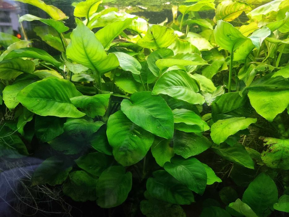 Anubias roślina akwariowa z własnej hodowli
