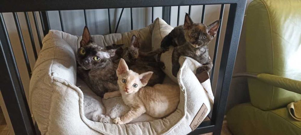 Devon Rex kocięta