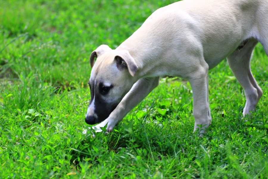 whippet  Chart angielski Otis