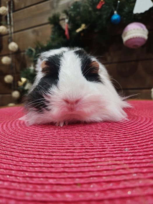 Шелті,морська свинка,хлопець.