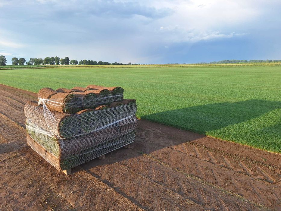 Trawa z rolki, trawnik w rolkach - Producent