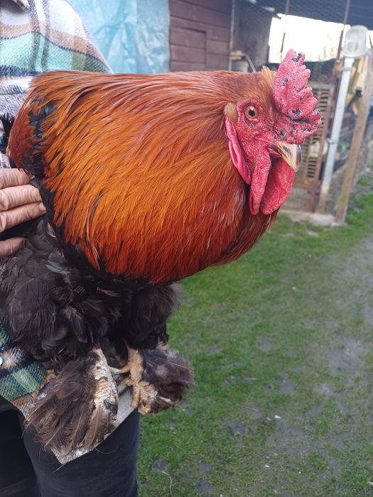 Kogut kochin olbrxymi