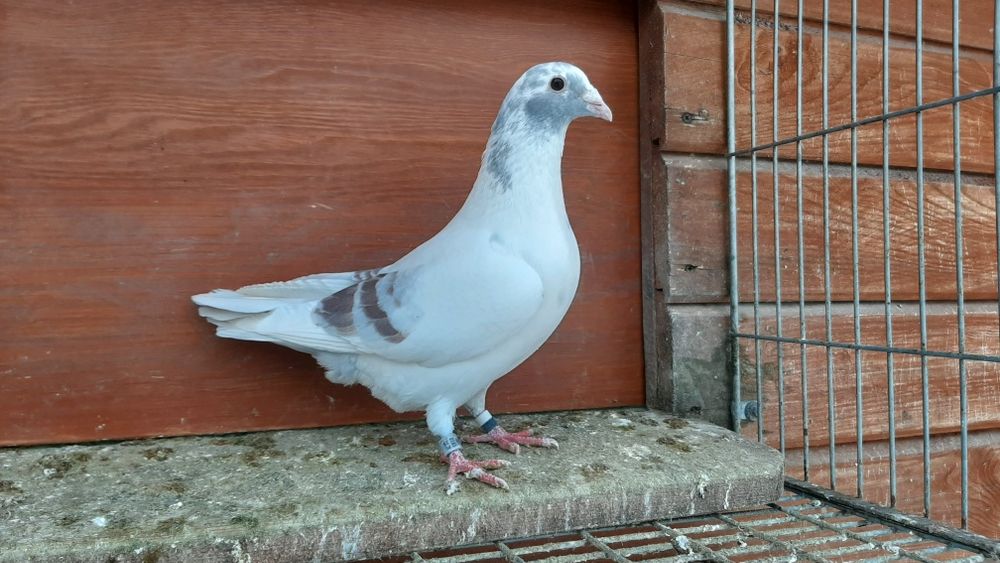 Ptaki pocztowe krase mozaik. 25r