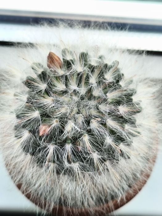 Мамілярія бокасана (mammillaria bocasana), дорослий пухнастий кактус 8 см. з дітками