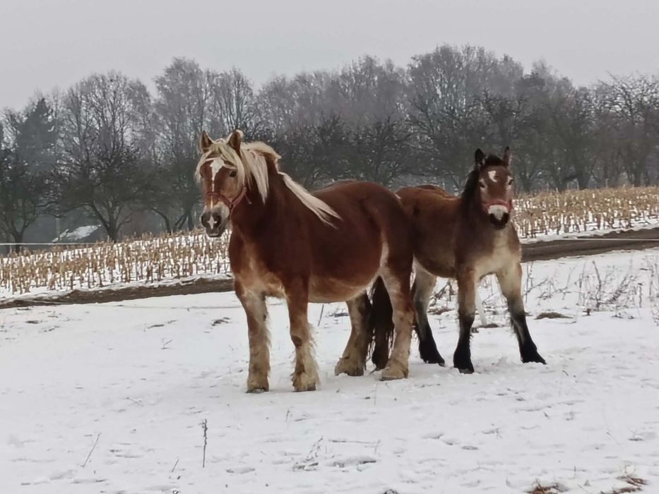Klacz kasztana że zrebicą