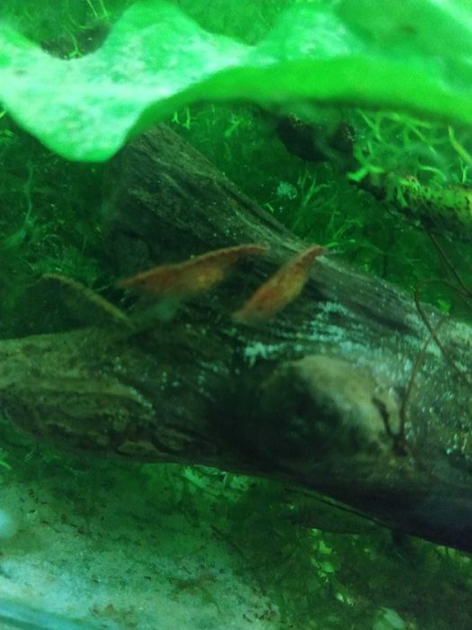 Krewetki stadko 15szt