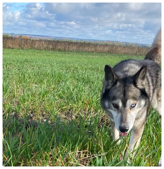 Husky -Lumen -pies do adopcji