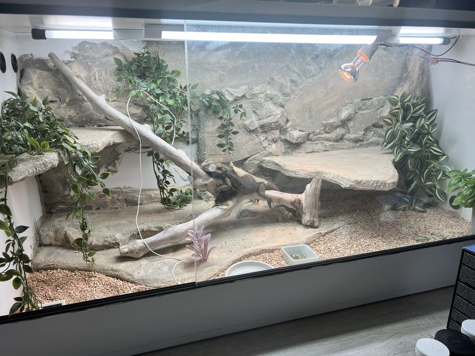 Agama Brodata z terrarium