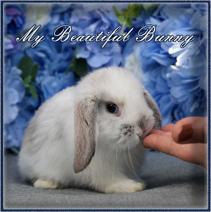 Piękny Królik 100% Mini Lop - Lilac Butterfly