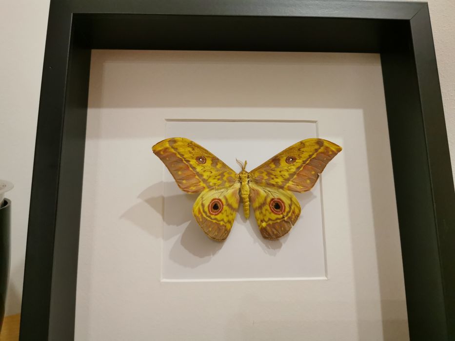 Cat-eyed Emperor (Aurivillius aratus) real