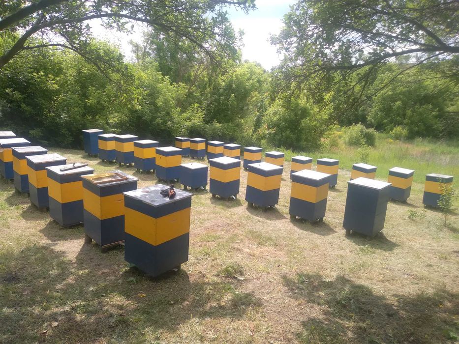 Натуральний квітковий мед