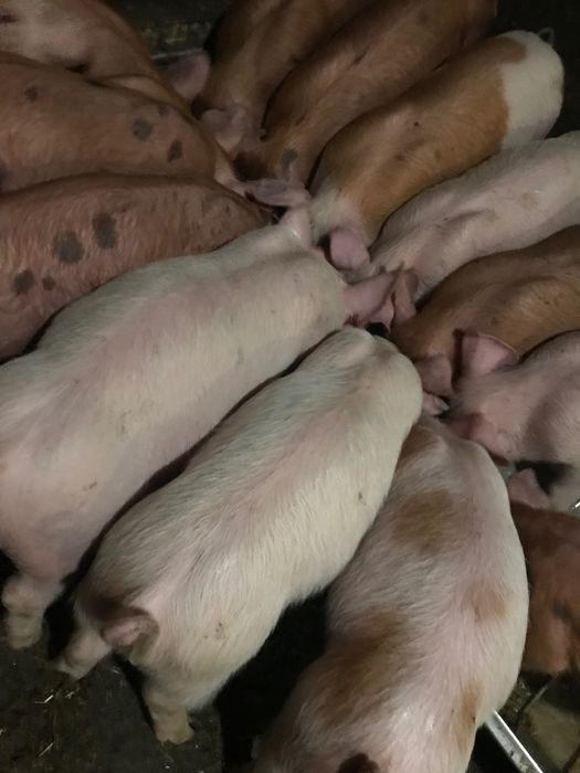 Поросята на відгодівлю