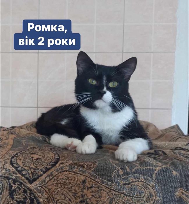 Котики в добрі руки!