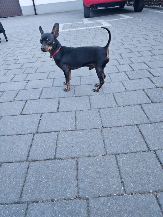 Pinczer miniaturka piesek