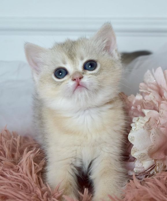 Британська Золота Шиншила. Золотая Шиншилла