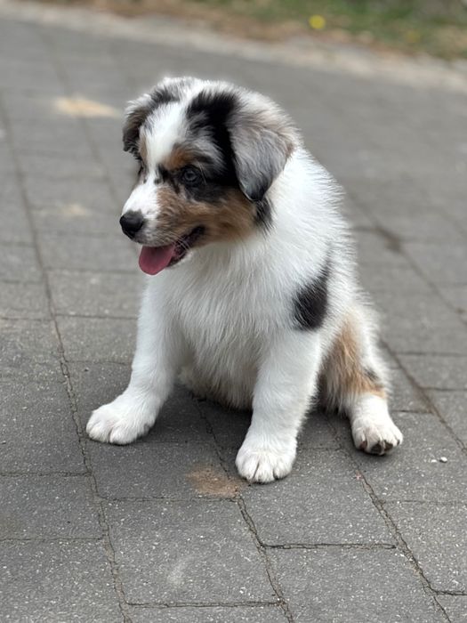 Owczarek australijski Aussie chłopiec