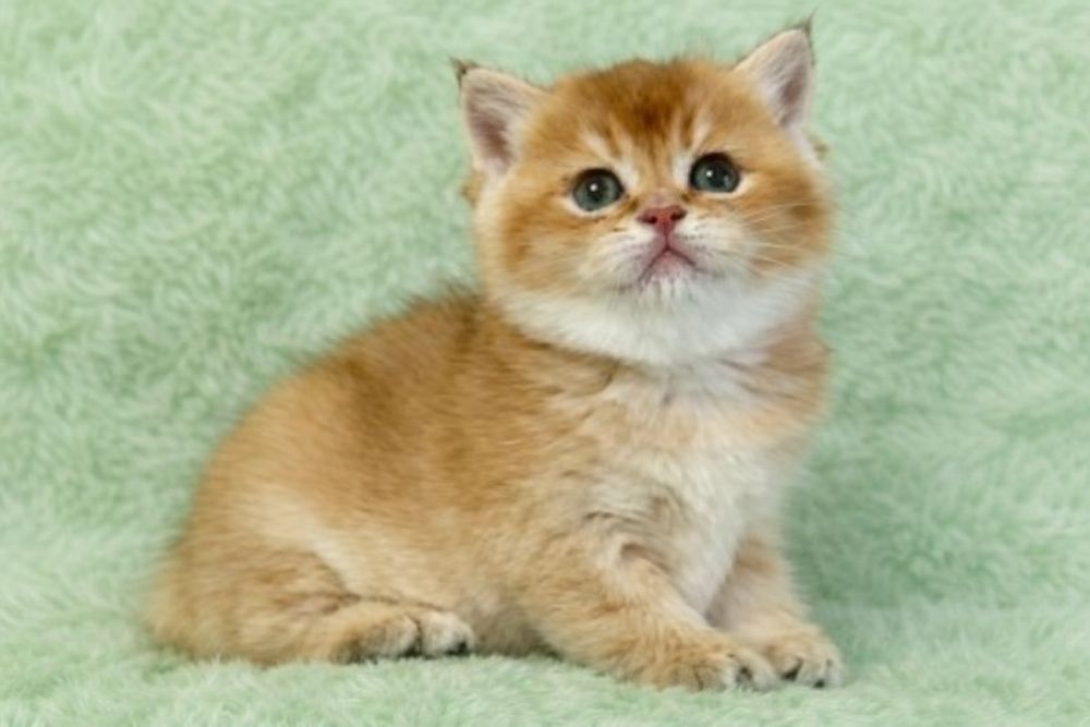 British shorthair golden chinchilla