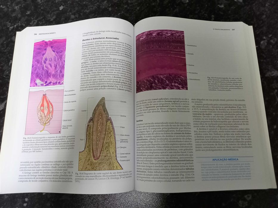 Basic Histology – Text and Atlas (11th Edition) – Carneiro and Junqueira64398437555201121