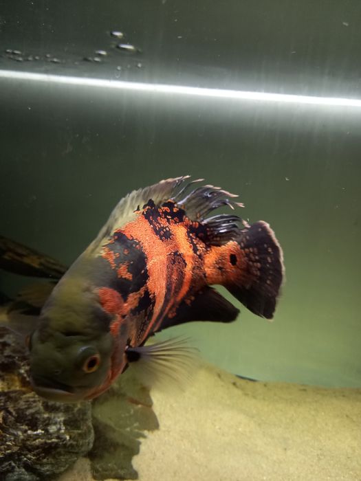 Casal de peixes oscar para venda