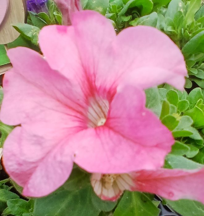 Surfinia Petunia supertunia tanie sadzonki w doniczce na balkon taras