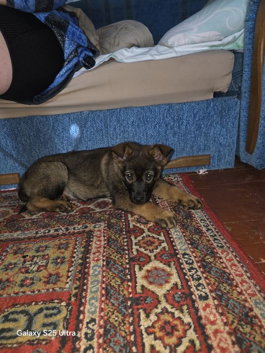 Отдам собачку в хорошие руки