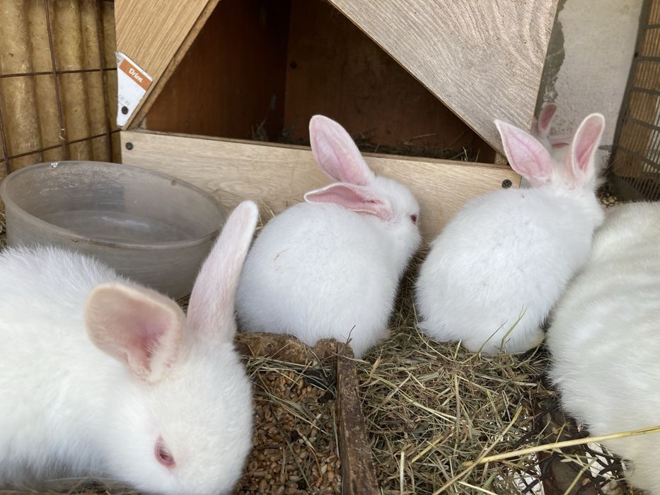 Кролиці та кріль, Термонська Біла та шиншилааа. Класні кролі