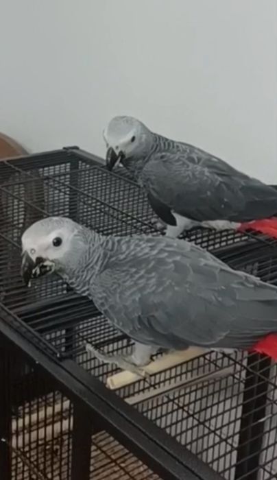 Papagaio Cinzento (Macho)