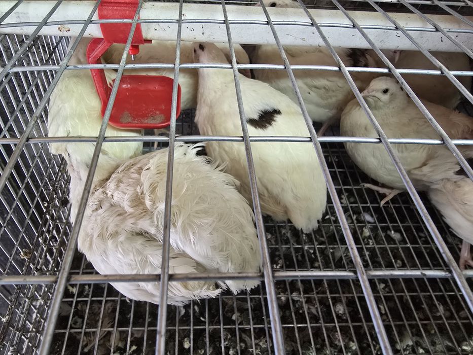 Інкубаційне яйце перепілки Техас Білий.