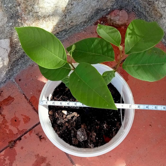2 Pés de Anoneira em vaso
