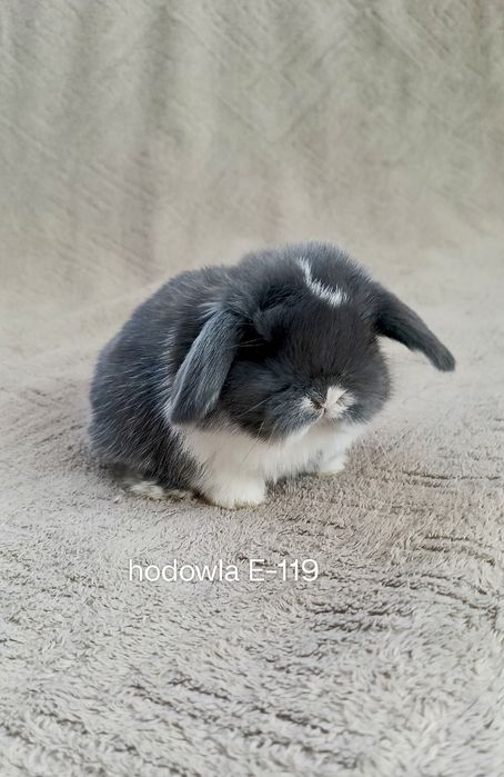 Mini lop króliki karzełek miniaturka baranek hodowla