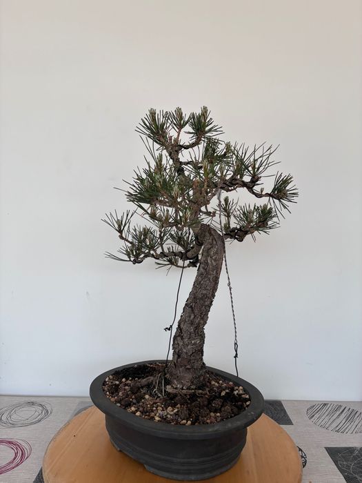 Bonsai Pinus Thumbergii