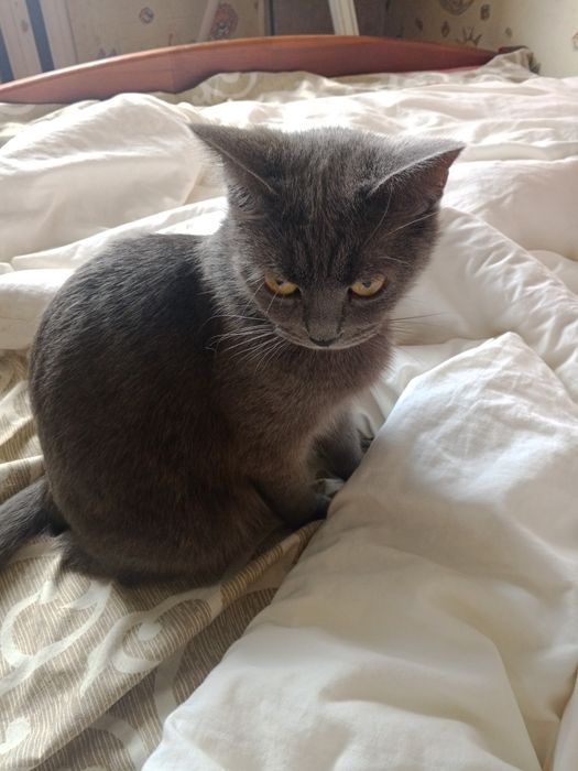 Продам прямовуху кішечку шотландської породи сірого окрасу