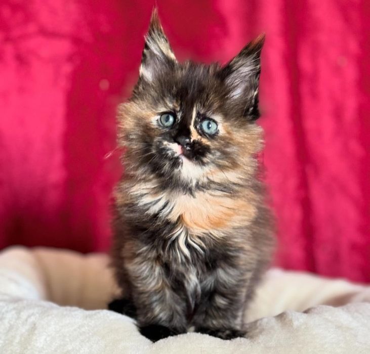 Продам котят мейнкун