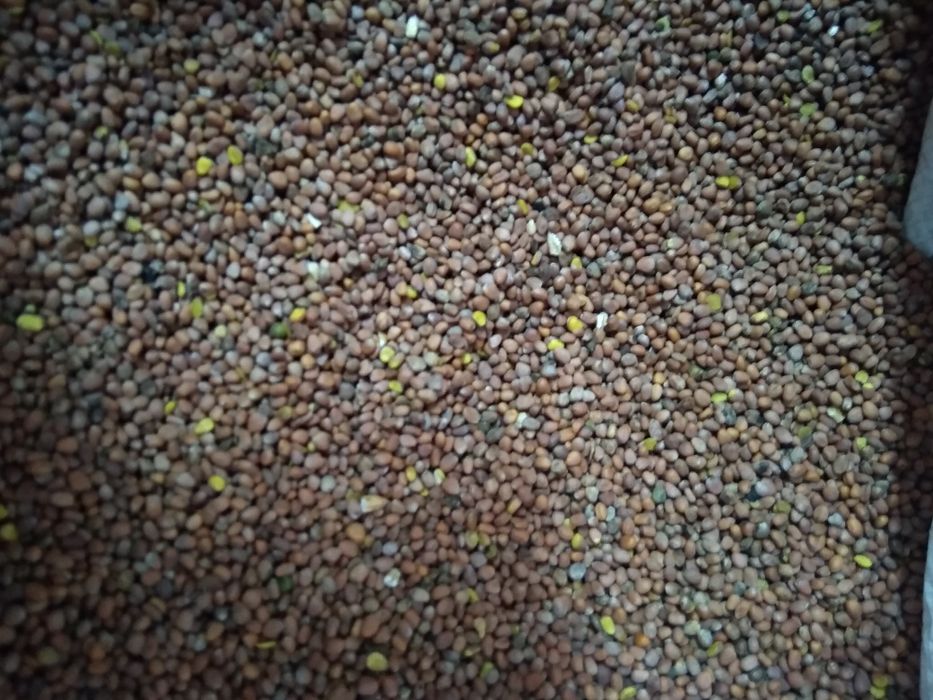 продам олійну редьку.