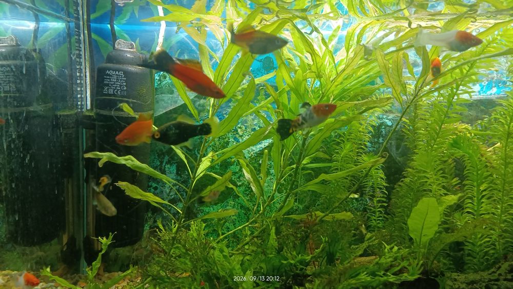 Białe akwarium 110 L