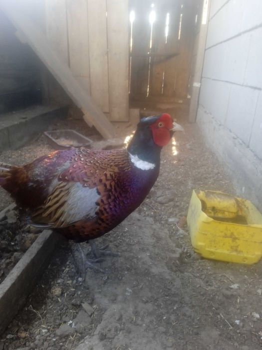 Продам інкубаційні яйця мисливського фазана
