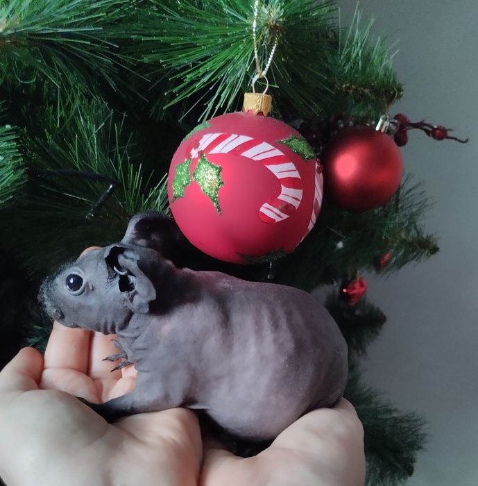 Продается свинка скинни