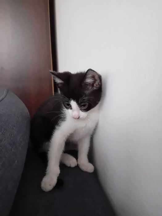 Oddam udomowionego kotka w dobre ręce
