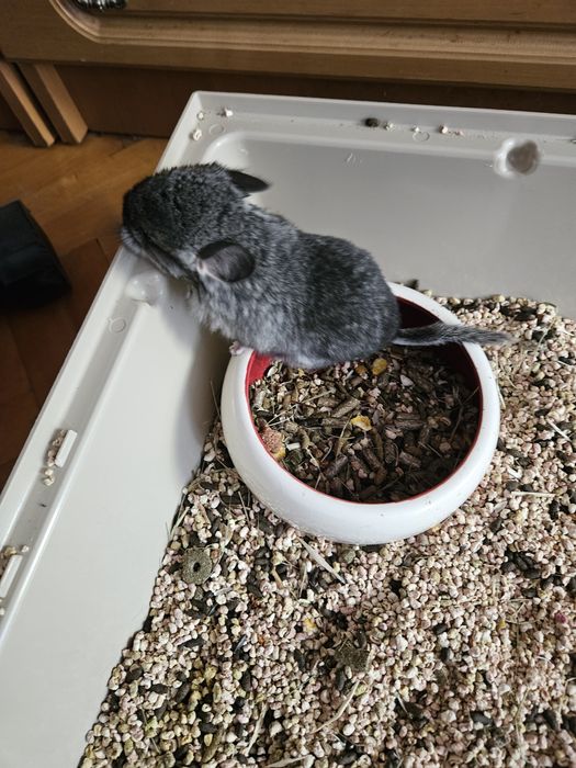 Sprzedam samiczki standart