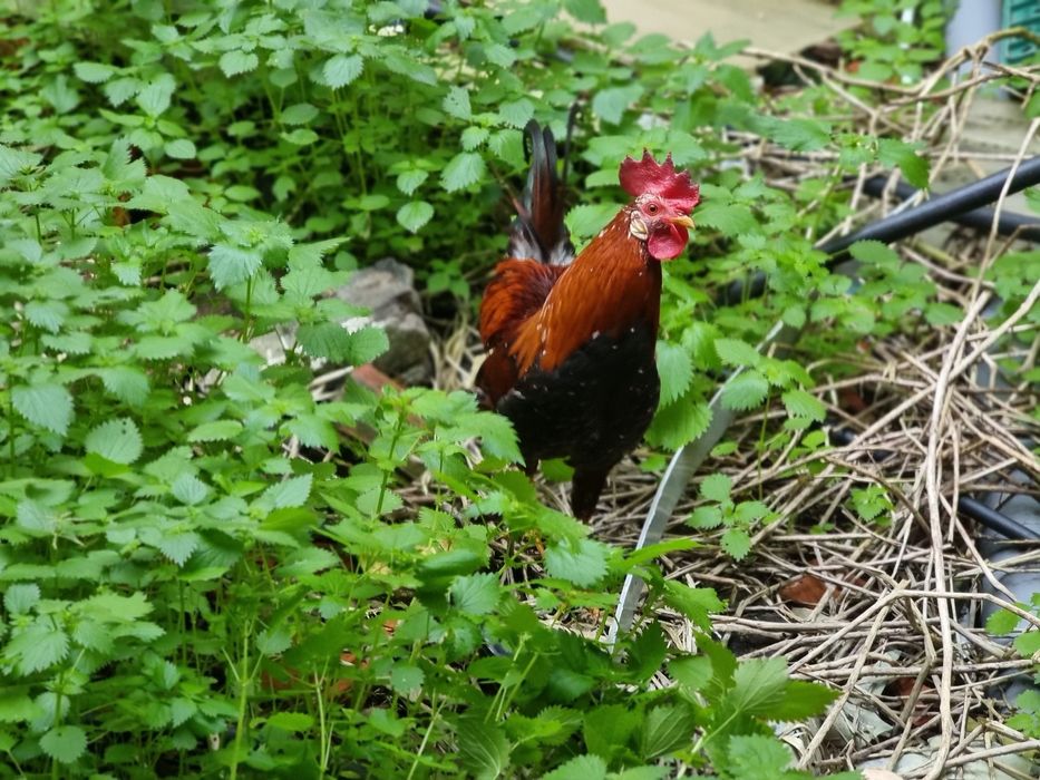 Galo Garnizé Adulto - Muito Bonito e Saudável