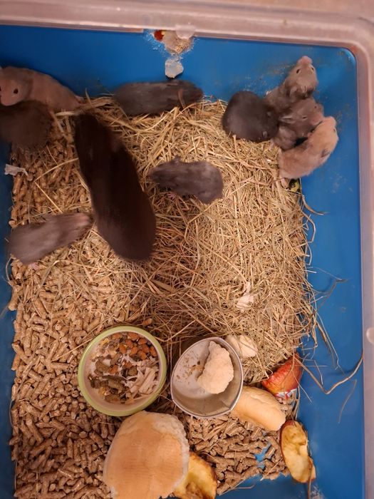 Chomiki syryjskie mlode