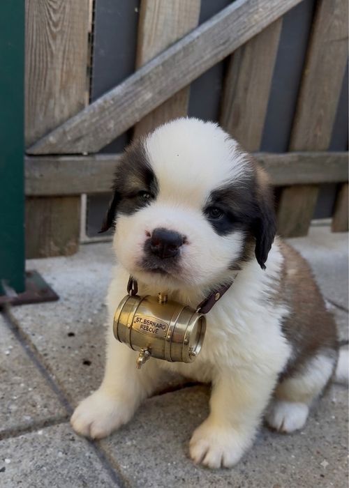 Cachorro São Bernardo de Excelência