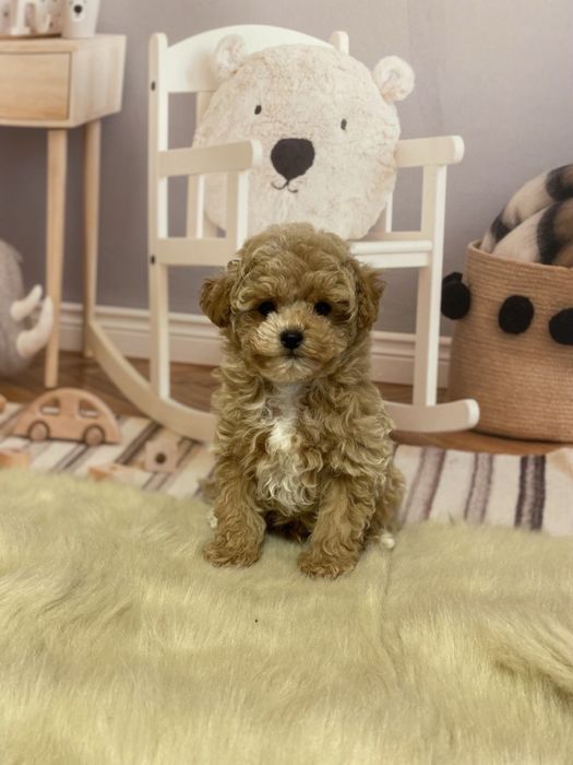 Невероятный кукляш! Роскошный мальчик мальтипу