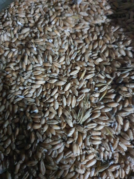 Pszenżyto, Pszenżyto ozime sprzedam