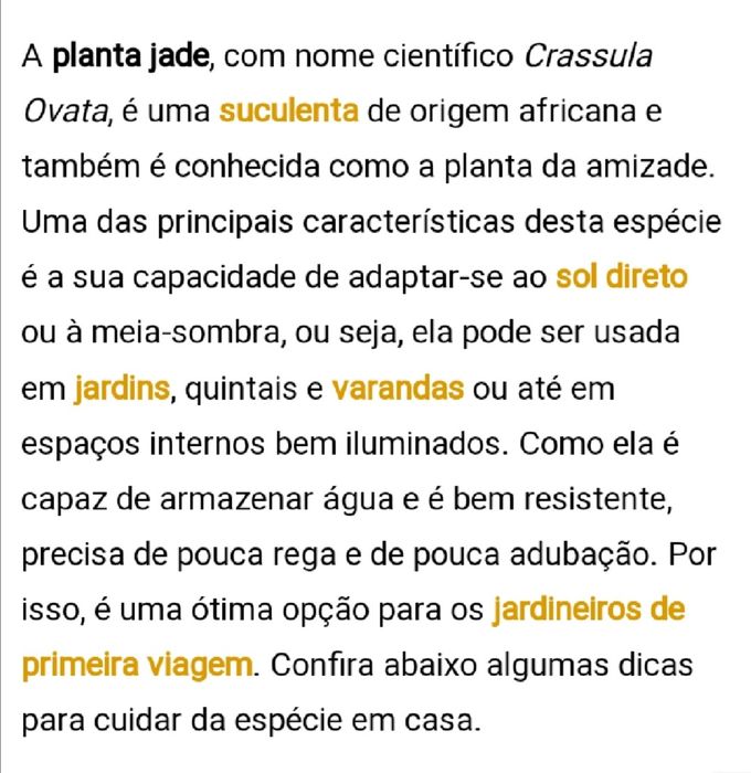 Planta de Jade - várias