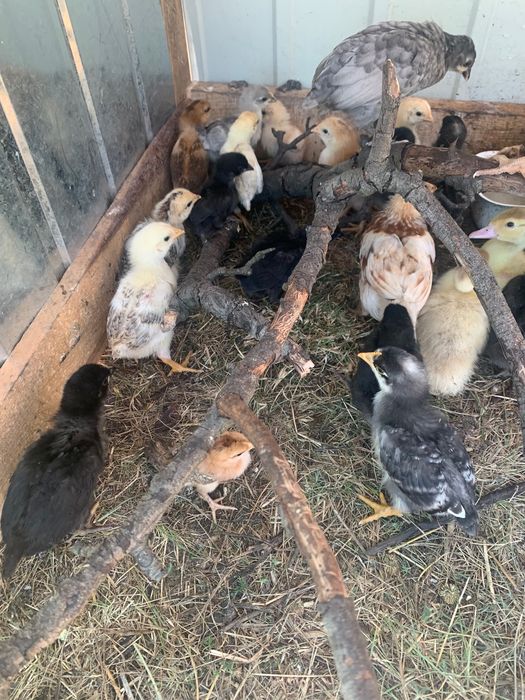 Кури, півні , малеча різні, продам або поміняю