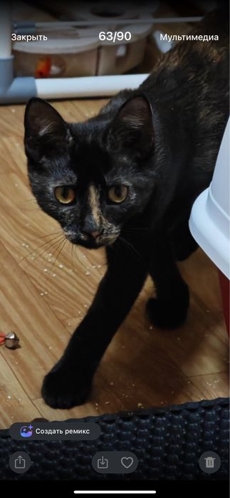 Котята  бесплатно даром в добрые руки!