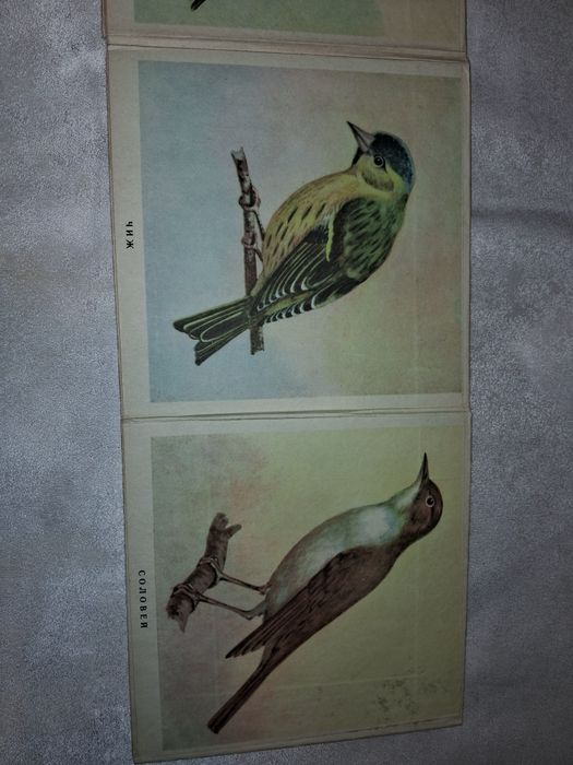 Птицы книжка-раскладка